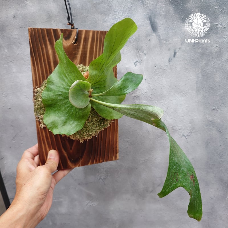 ビカクシダ ステマリア ビカクシダ ステマリア Platycerium stemaria ビカクシダ原種 シダ植物