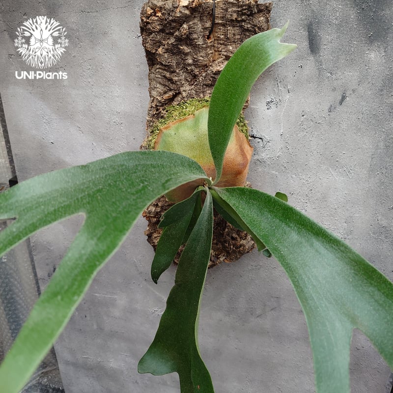 Platycerium sp.(mix spore) ビカクシダ ミックススポア ビカクシダ