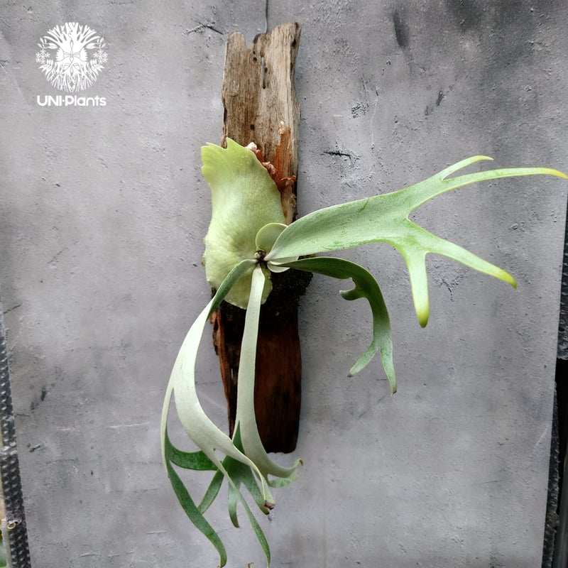 willinckii yms #16 ビカクシダ Platycerium willinckii Unknown #2