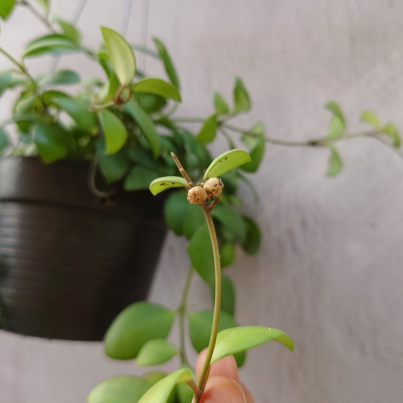 ホヤ サクララン ヘウスケリアナ イエロー ホヤ植物 植物 珍奇植物 ...