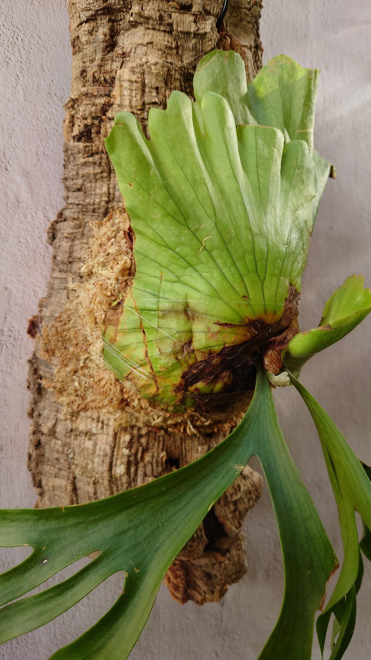 ビカクシダ コロナリウム Platycerium coronarium⑮ ビカクシダ コロナリウム Platycerium coronarium コウモリラン