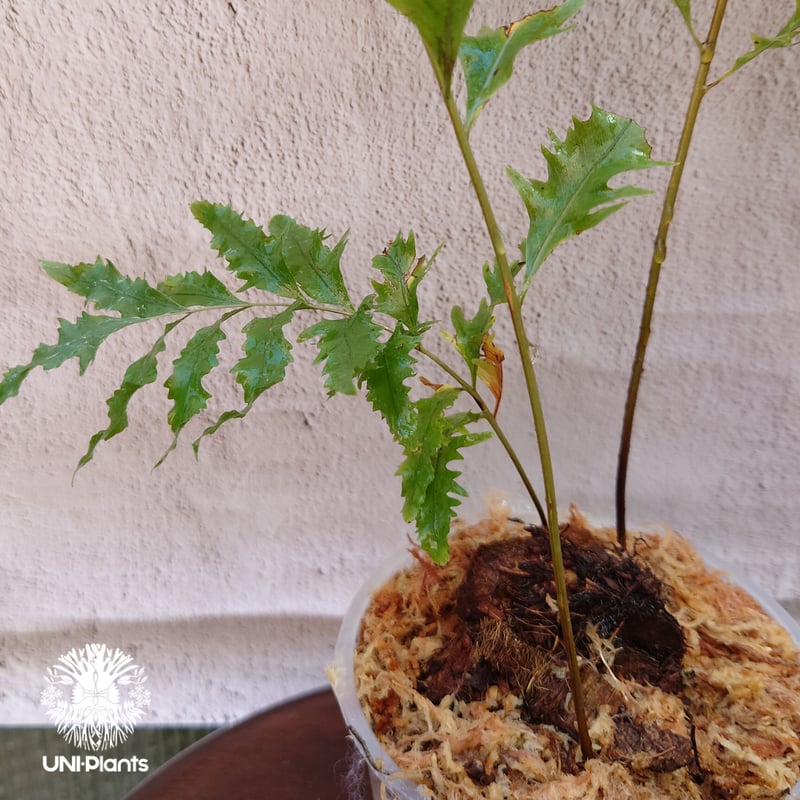 Drynaria rigidula `whitei ドリナリア·リギデュラ'ホワイティ' 観