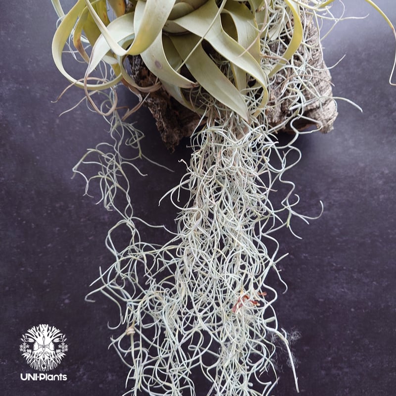Tillandsia xerographica チランジア・キセログラフィカ インテリア