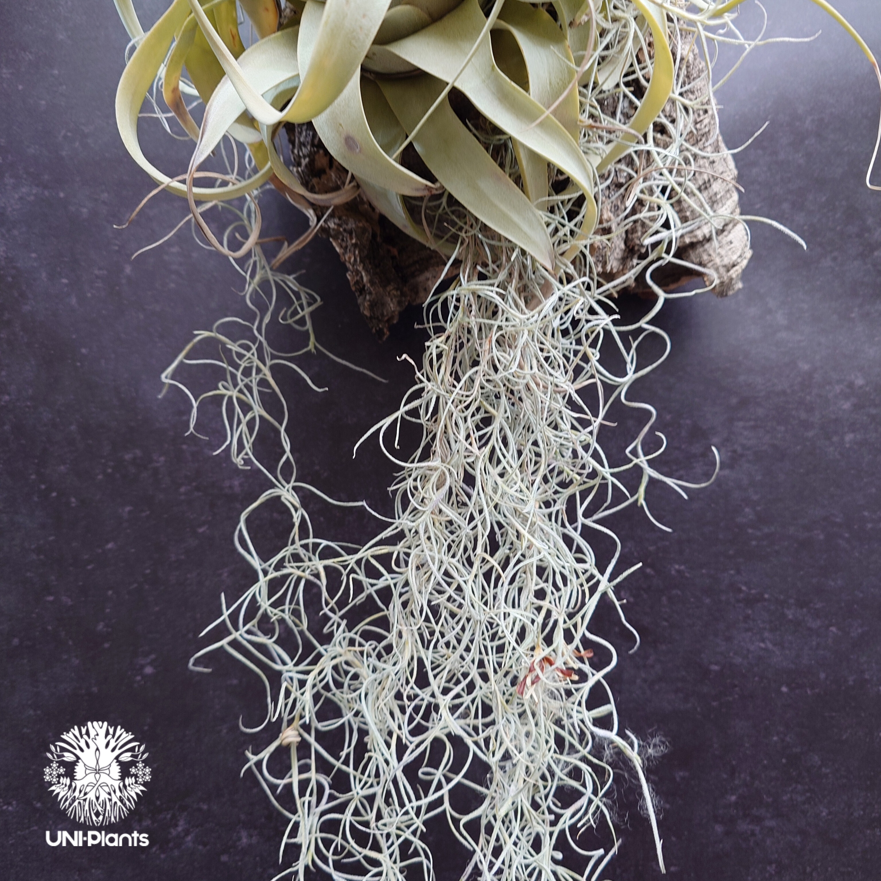 Tillandsia xerographica チランジア・キセログラフィカ インテリア