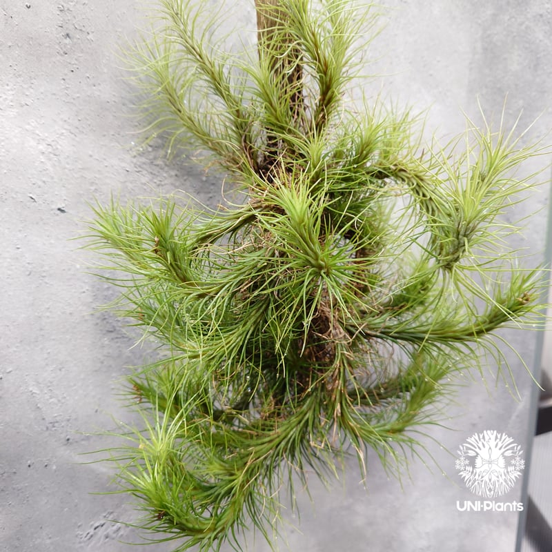 Tillandsia funckiana large form ティランジア チランジア・フン