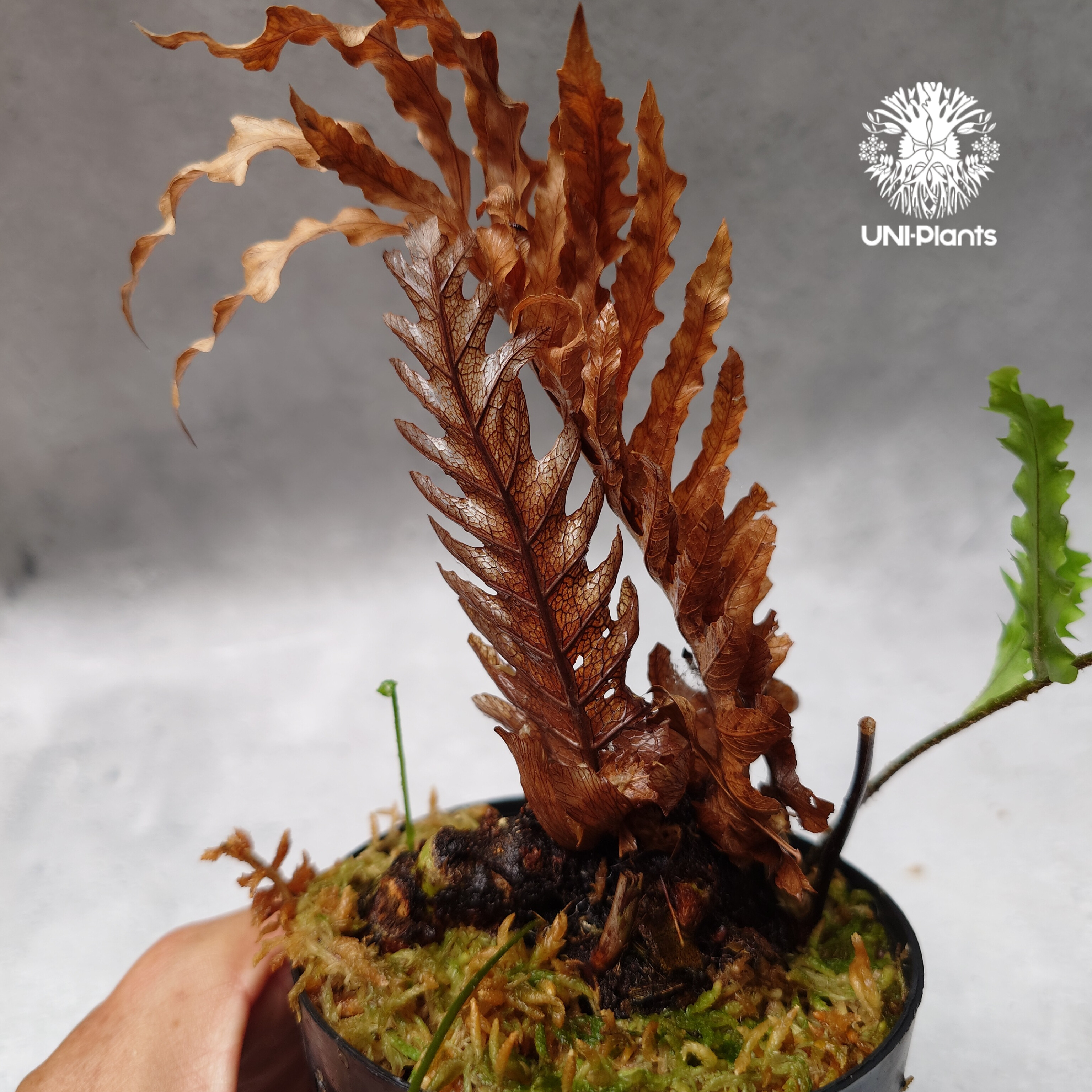 Drynaria rigidula `whitei' ドリナリア·リギデュラ'ホワイティ' 観