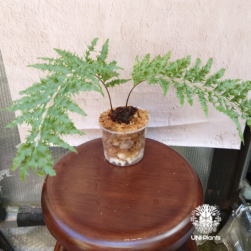 Drynaria rigidula `whitei ドリナリア·リギデュラ'ホワイティ