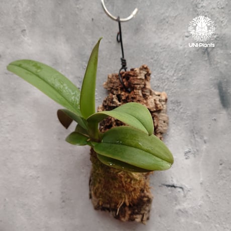 Phalaenopsis pulcherrima var Red ubon 着生植物 洋ラン 着生蘭 着生ラン 着生コルク ハンキング植物