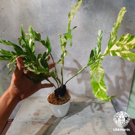 【タイ直輸入・ドリナリア】Drynaria quercifolla ' Variegated '  |  ドリナリア クエルシフォリア 斑入 |  ドリナリア｜Drynaria｜シダ植物