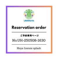 ご予約者様専用ページ ご予約No.UH-250508-1630 Hoya Icensis splash ホヤ植物 Hoyaplants