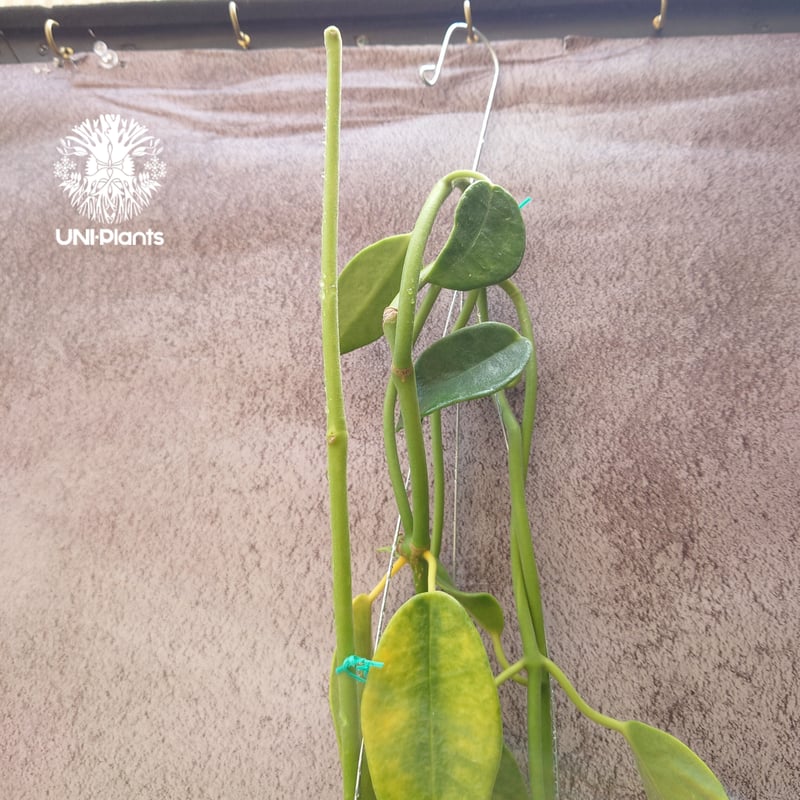 Hoya Lauterbachii ホヤ ローテルバチー 希少 ホヤ植物 ホヤの花 観葉