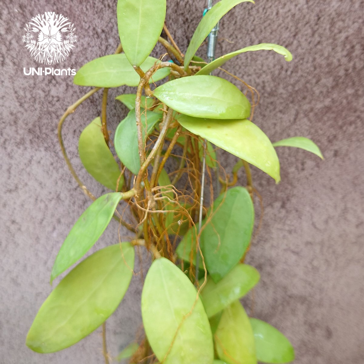 花座いっぱい!! Hoya Parasitica lite pink ホヤ パラシティカ