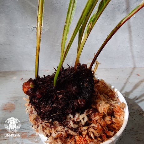 【タイ直輸入・ドリナリア】Drynaria quercifolla ' Variegated '  |  ドリナリア クエルシフォリア 斑入 |  ドリナリア｜Drynaria｜シダ植物