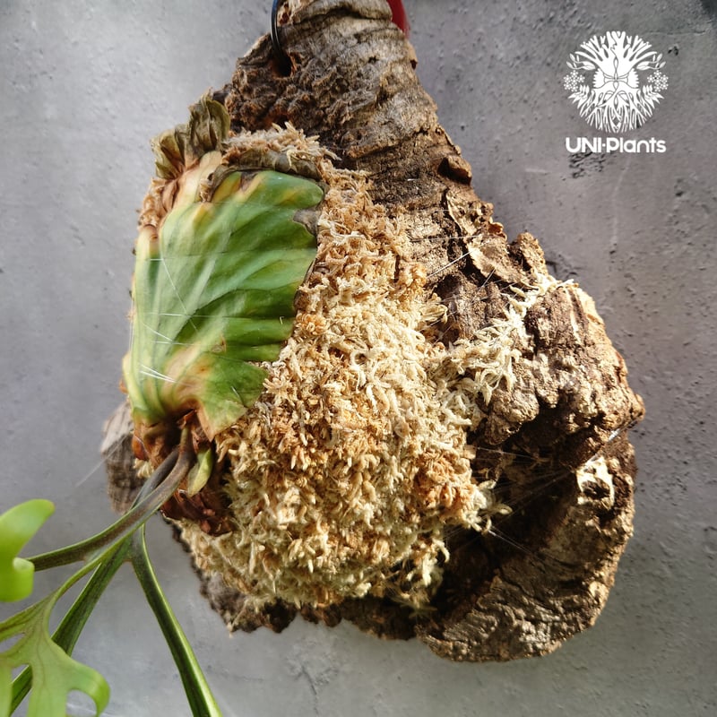 初入荷! ビカクシダ キッチャクード シンリーフ Platycerium mt