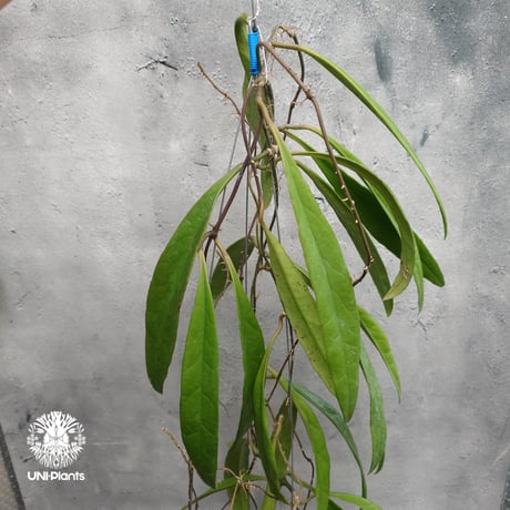 Hoya Sulawesiana ホヤ スラウェシアナ ホヤ植物 Hoya plants 珍しい 希少 レア つる性 つる性植物 ハンギング ハンギング植物
