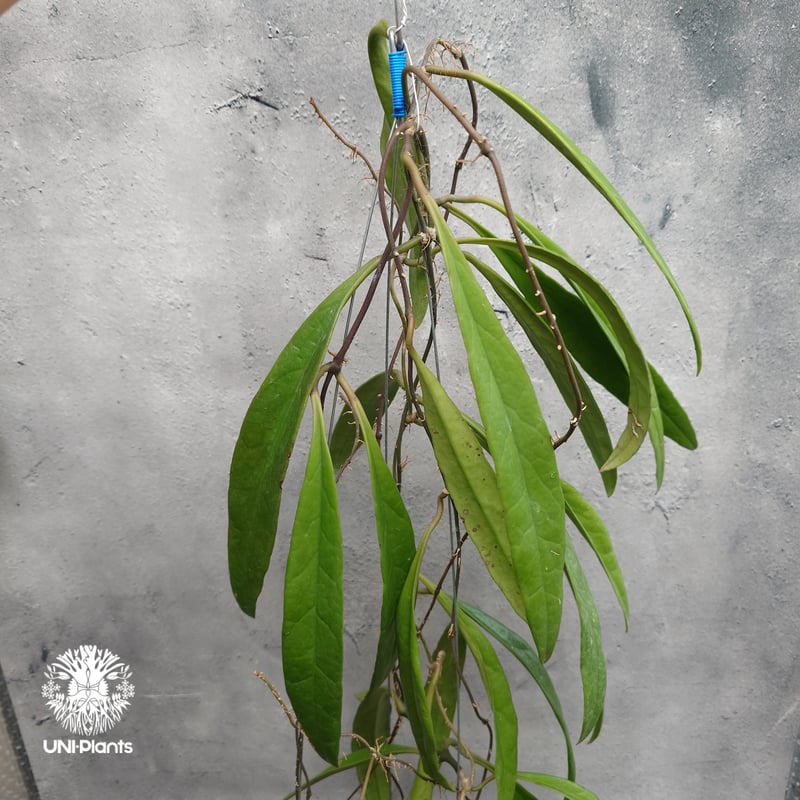 Hoya Sulawesiana ホヤ スラウェシアナ ホヤ植物 Hoya plants 珍し