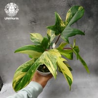 Alocasia jacklyn アロカシア ジャクリン アロカシアジャックリン 観葉