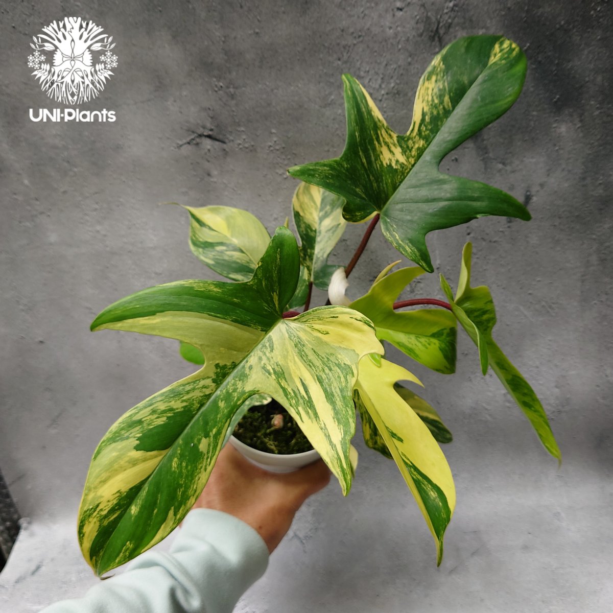 Philodendron Florida beauty variegated フィロデンドロ Philodendron Florida beauty variegated フィロデンドロ