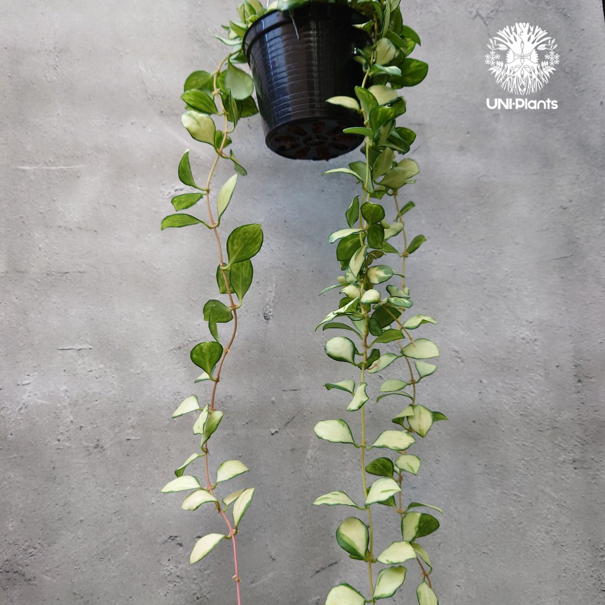 ホヤ ヘウスケリアナ 斑入り 4号 | a plants