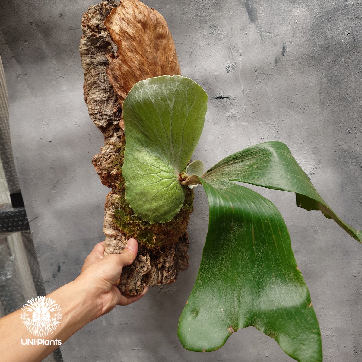 Platycerium elemaria (P.elephantotis x P.andinu
