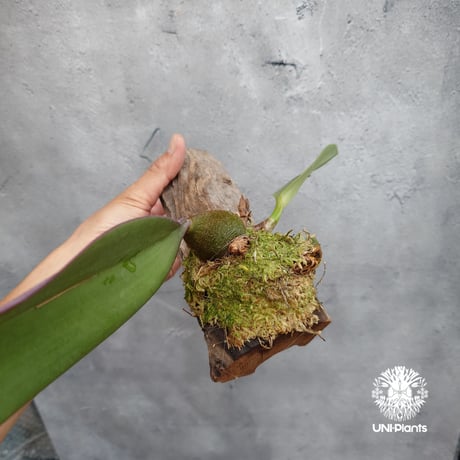 Bulbophyllum cruentum x phalaenopsis バルボフィラム クルエンタム×ファレノプシス 着生蘭 着生ラン orchid 洋蘭 着生植物 インテリア植物 ハンキング植物