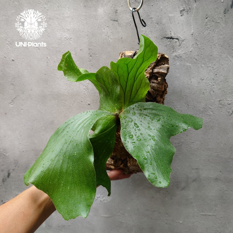 ビカクシダ エレファントティス Platycerium elephantotis コウモリラン