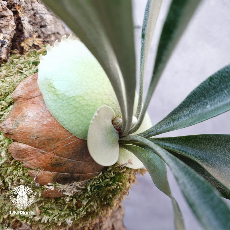Platycerium Rydeen ビカクシダ ライディーン ビカクシダ