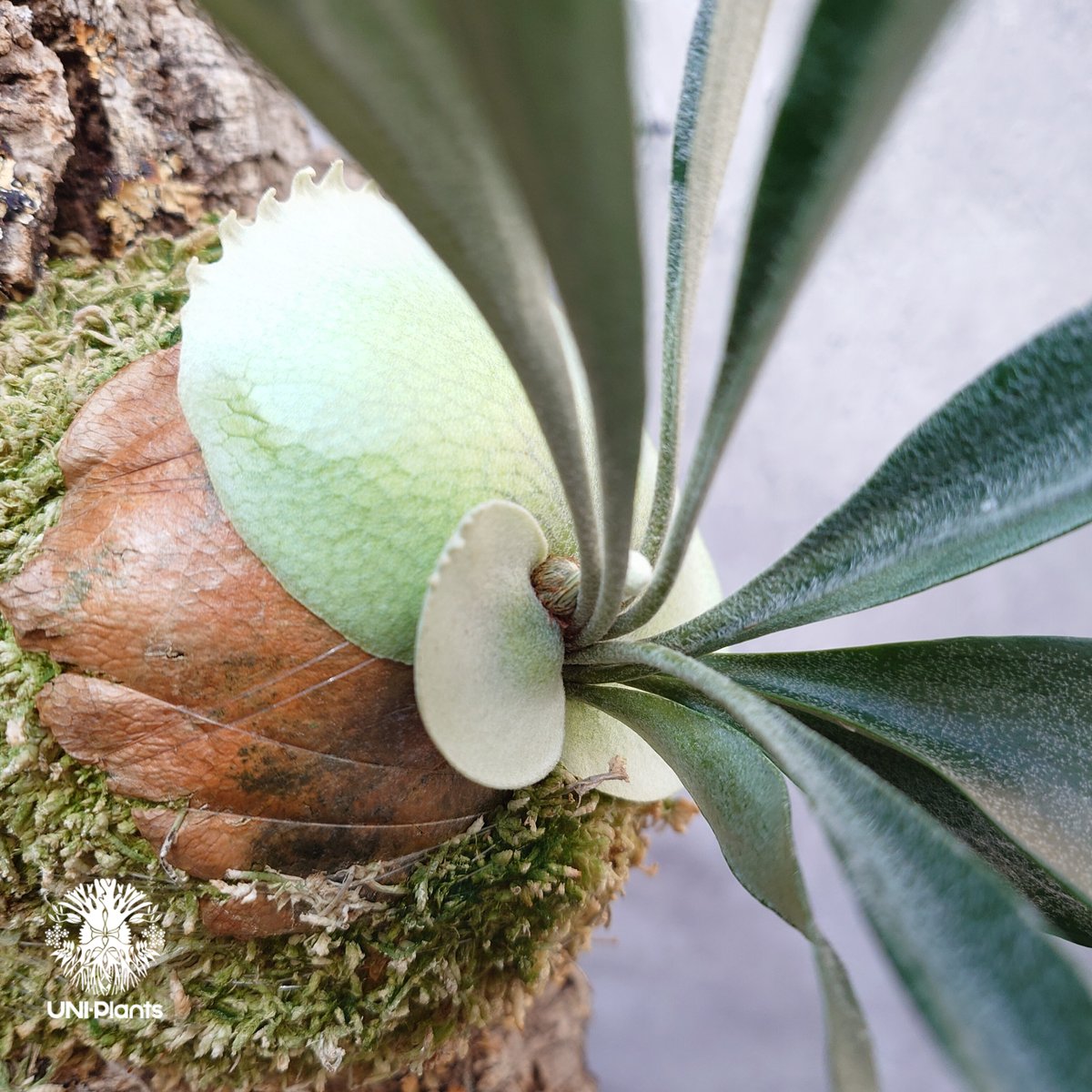 その他観葉植物 Platycerium Rydeen 🌱Platycerium 'Rydeen'🌱 (veitchii wild × Mt. Lewis) Rydeen