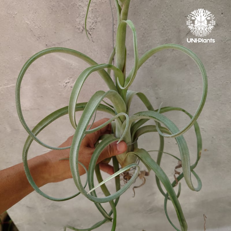 Tillandsia Curly slim チランジア カーリースリム Hybrid-Till Tillandsia Curly slim チランジア カーリースリム Hybrid-Till