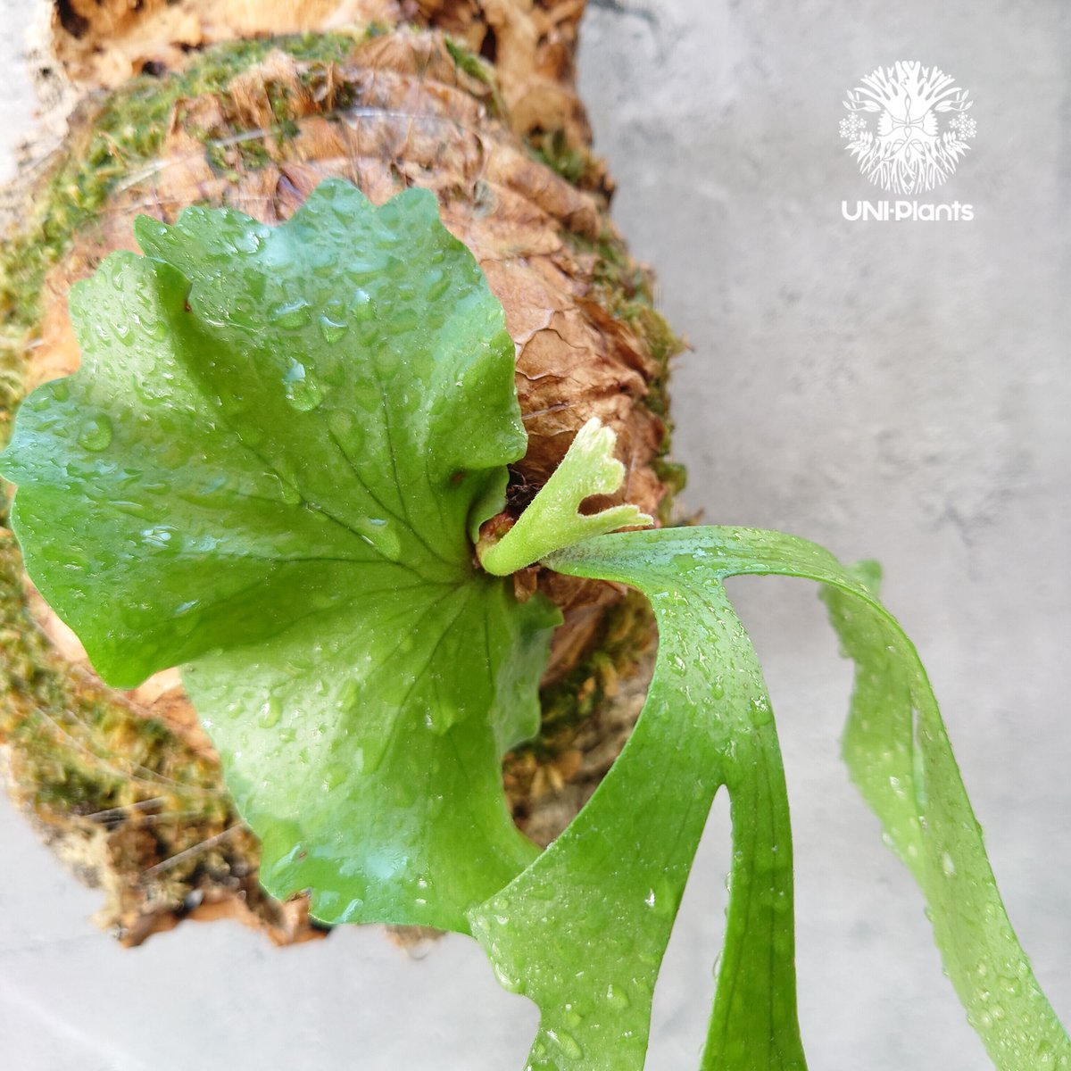 pyuarrow　マクロザミア　リドレイ2個 ルシーダ2個 pyuarrow マクロザミア リドレイ2個 ルシーダ2個 pyuarrow様