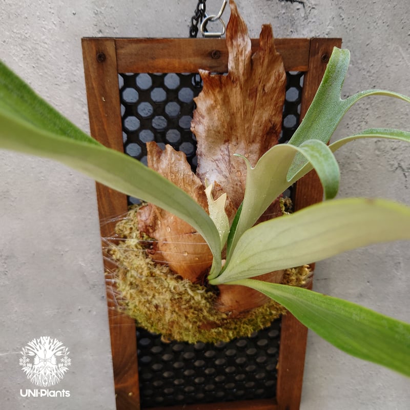 ビカクシダ 不明（親株） ビカクシダ 不明（親株）