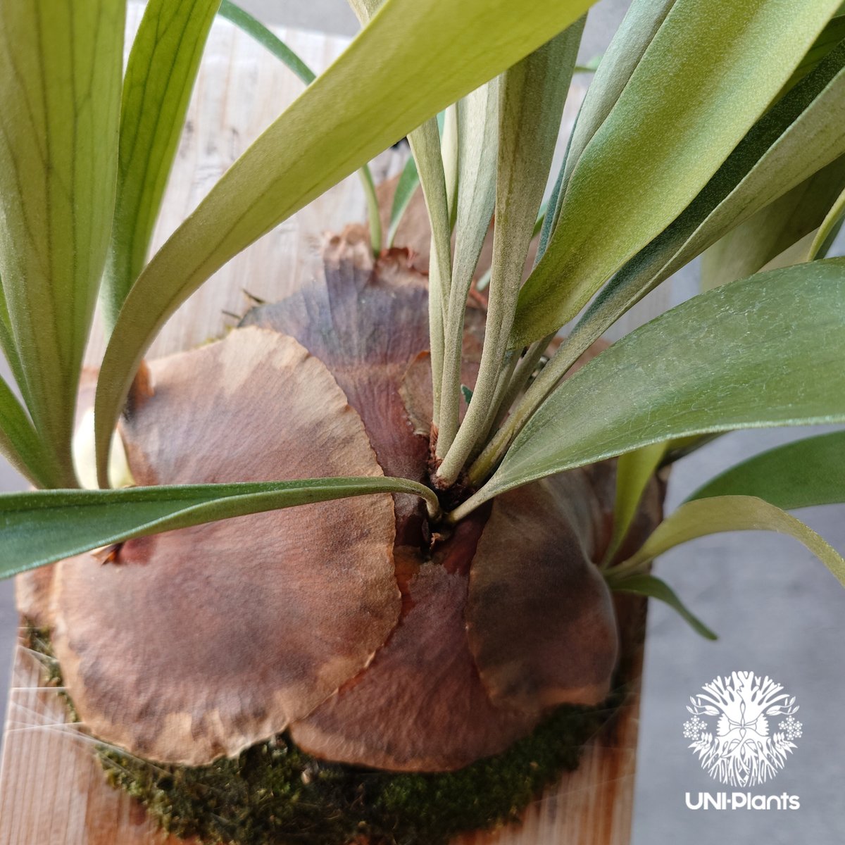 Platycerium sp.(pup) ビカクシダ 品種不明 コウモリラン Platycerium sp.(pup) ビカクシダ 品種不明 コウモリラン