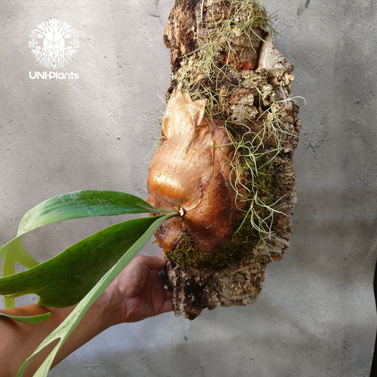 Platycerium willinckii cv.Zion ビカクシダ ウィリンキーcv.ジ