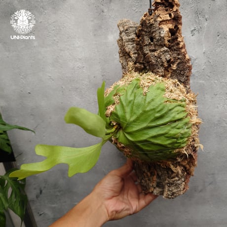 ビカクシダ リドレイ ワイドフォーム Platycerium ridleyi wide form コウモリラン ビカクシダ シダ植物 ビカクシダコルク付け 着生植物