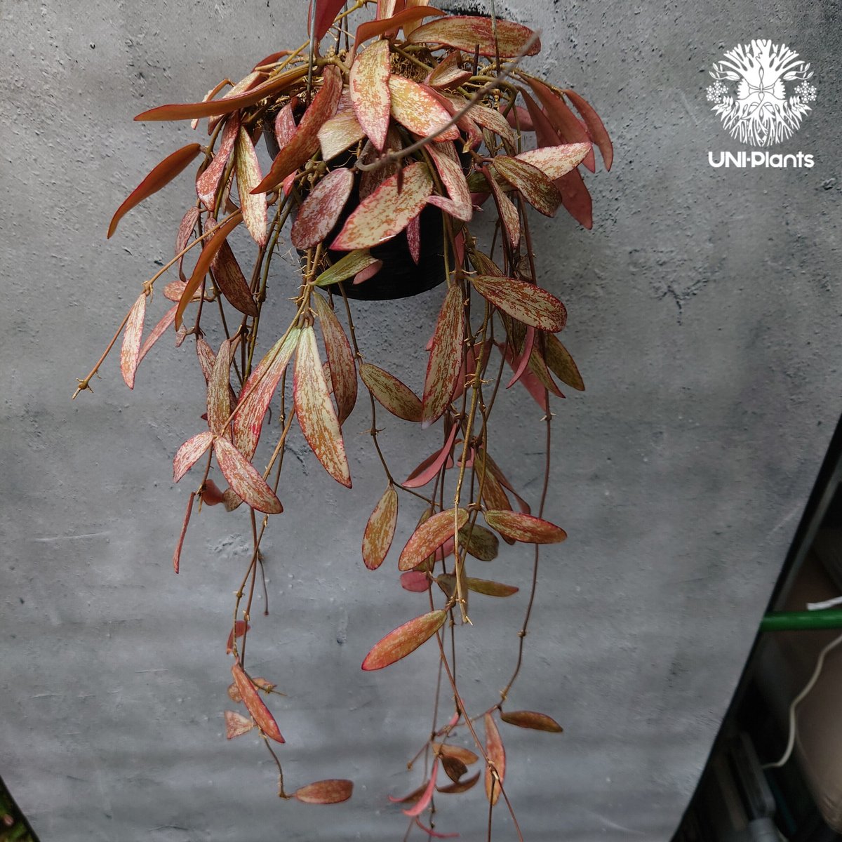 花座付き。Hoya sigillantis ホヤ シギラティス ホヤ 植物 ホヤの花