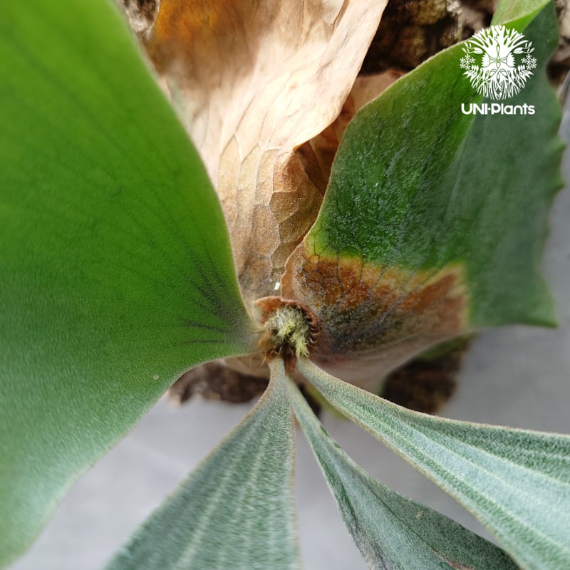 ビカクシダ ダイバーシフォリウム X エレファントティス Platycerium