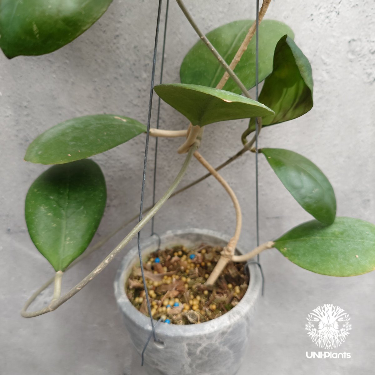 Natalia　ホヤ ホヤ cv.ナタリー Hoya cv. Nathalie ホヤ植物 植物 珍奇植物