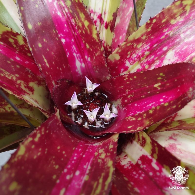 Neoregelia Predatress ネオレゲリア Neoregelia ブロメリア B