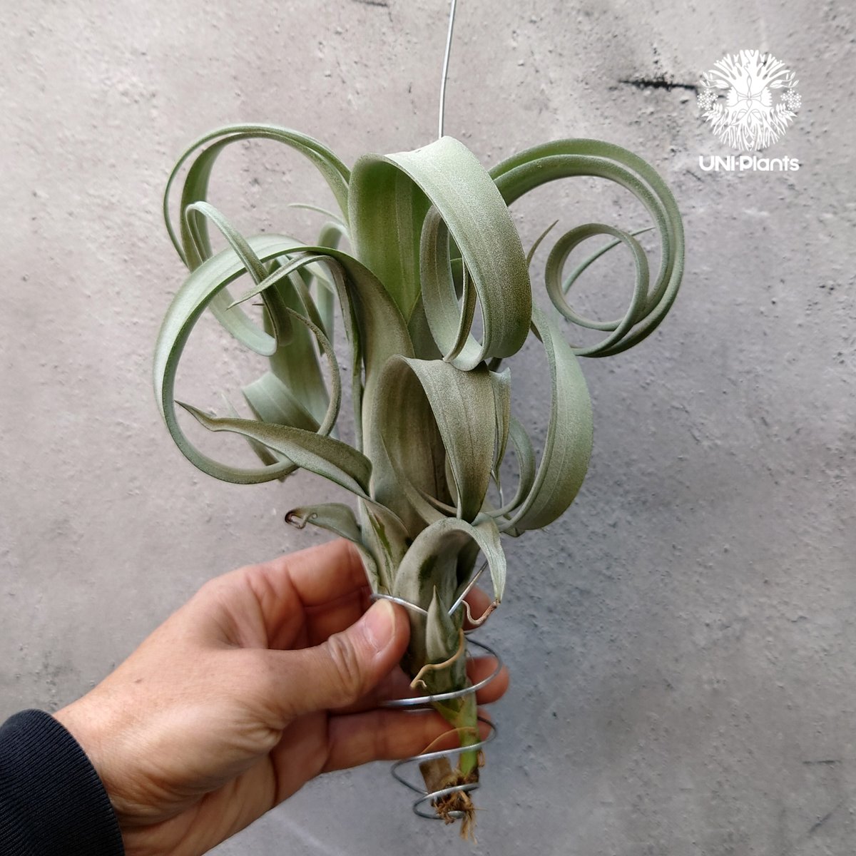 チランジア　カーリースリム　Tillandsia 'Curly Slim’ Tillandsia Curly slim チランジア カーリースリム Hybrid-Till