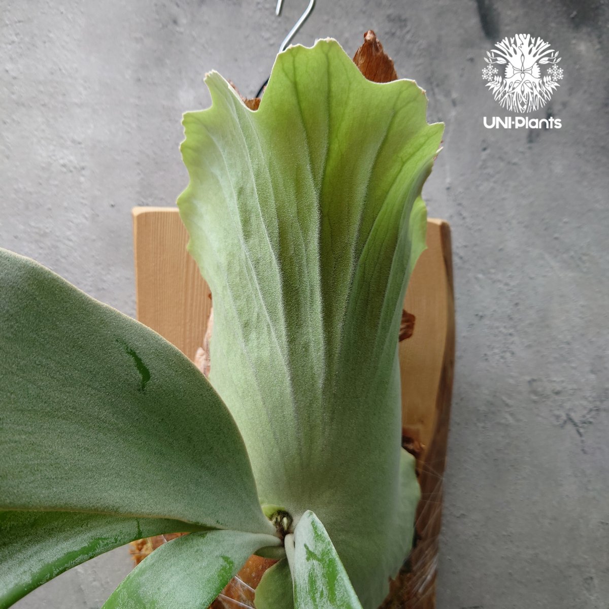 ビカクシダ ウィリンキーcv.インドネシア Platycerium