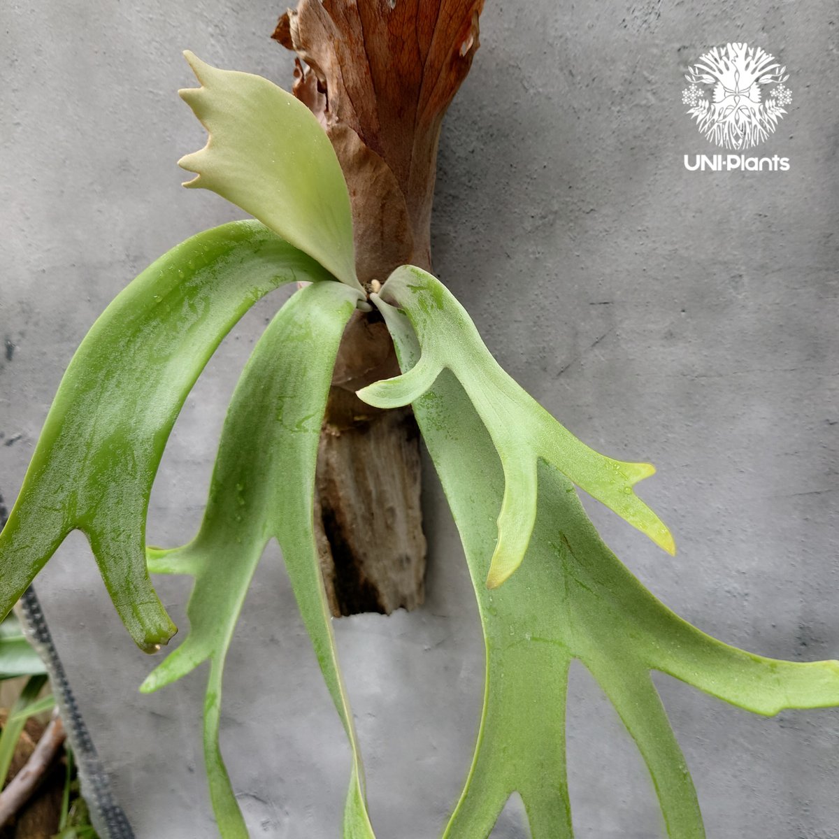 ビカクシダ ウィリンキーcv.インドネシア Platycerium willinckii cv