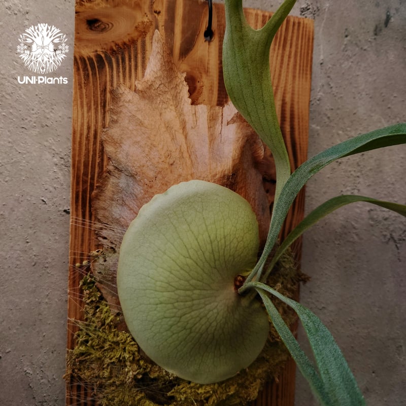 Platycerium Blue vista ビカクシダブルービスタ ビカクシダウィ