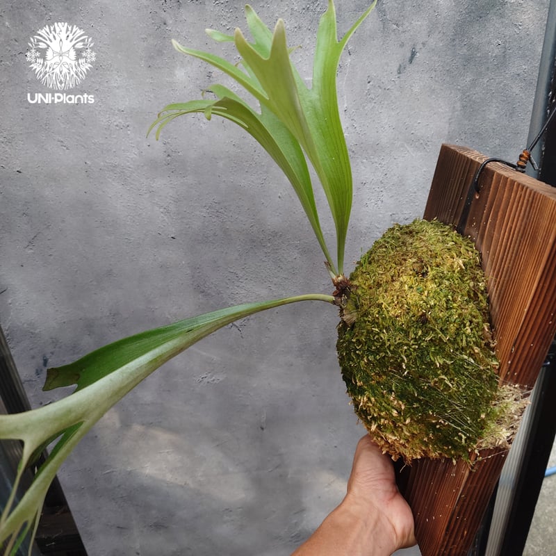 Platycerium alcicorne var.Madagascar ビカクシダ アルシコ