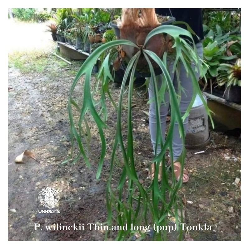 【ビカクシダ】P. willinckii YMDS pup【子株】B Platycerium willinckii Thin and long (pup) Tonk