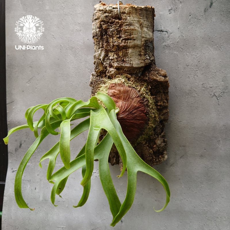 ビカクシダ コロナリウム フィリピネスフォーム Platycerium