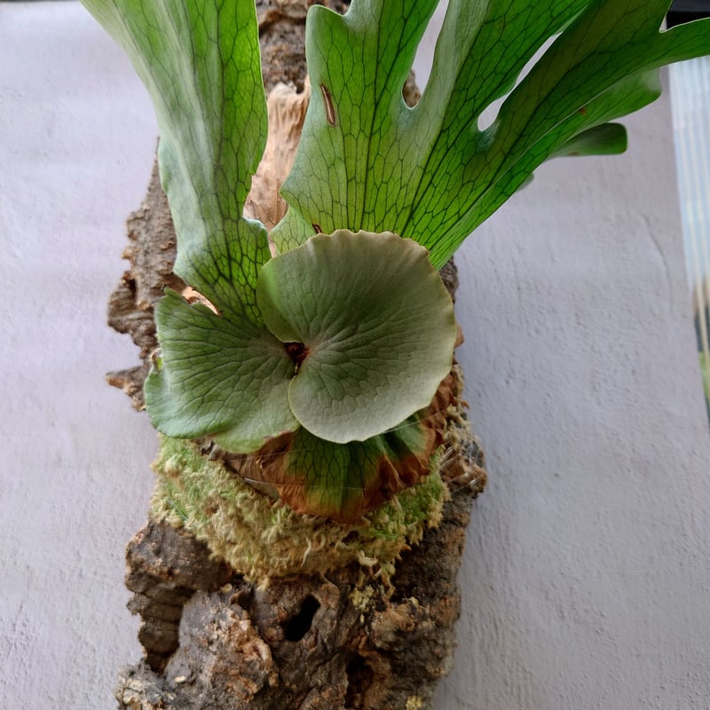 ビカクシダ ワンダエ Platycerium wandae コウモリラン