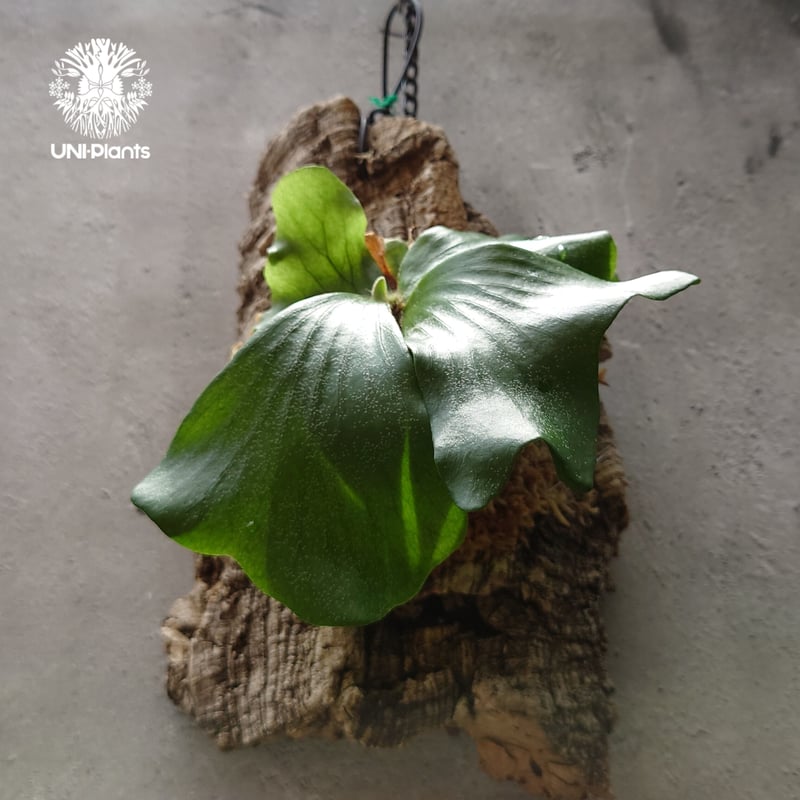 ビカクシダ エレファントティス Platycerium elephantotis コウモリラン