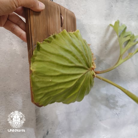 【国内繁殖株・一点物】Platycerium ridleyi | ビカクシダ リドレイ｜ビカクシダ原種｜Platycerium
