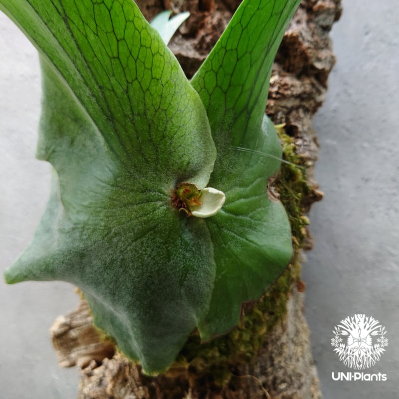 ビカクシダ ホルタミー Platycerium holttumii コウモリラン