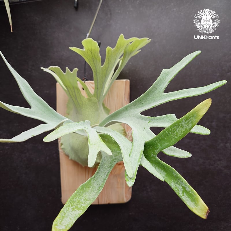 Platycerium pewchan compact ビカクシダ ピューチャン